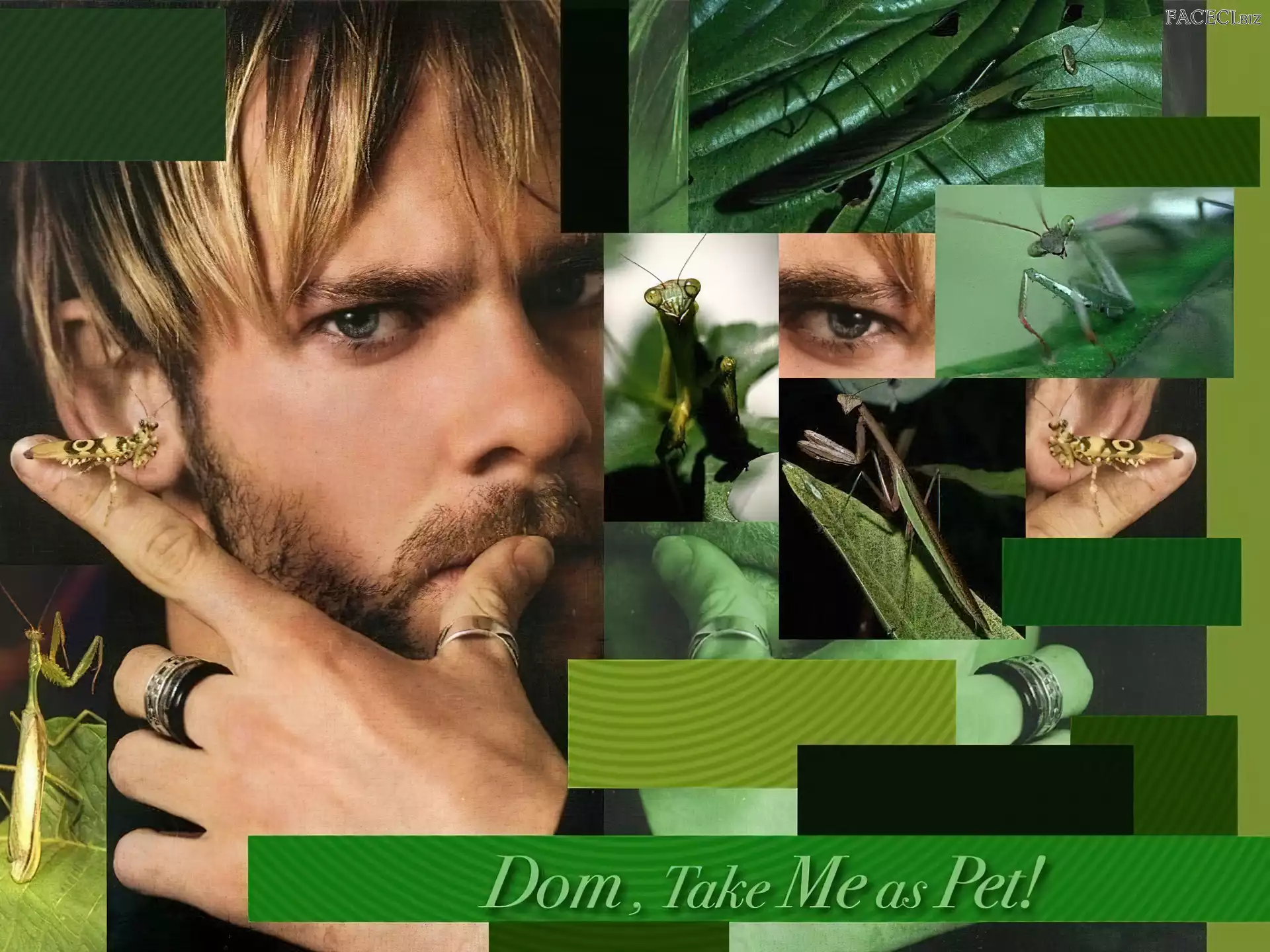 oko, Dominic Monaghan, owady